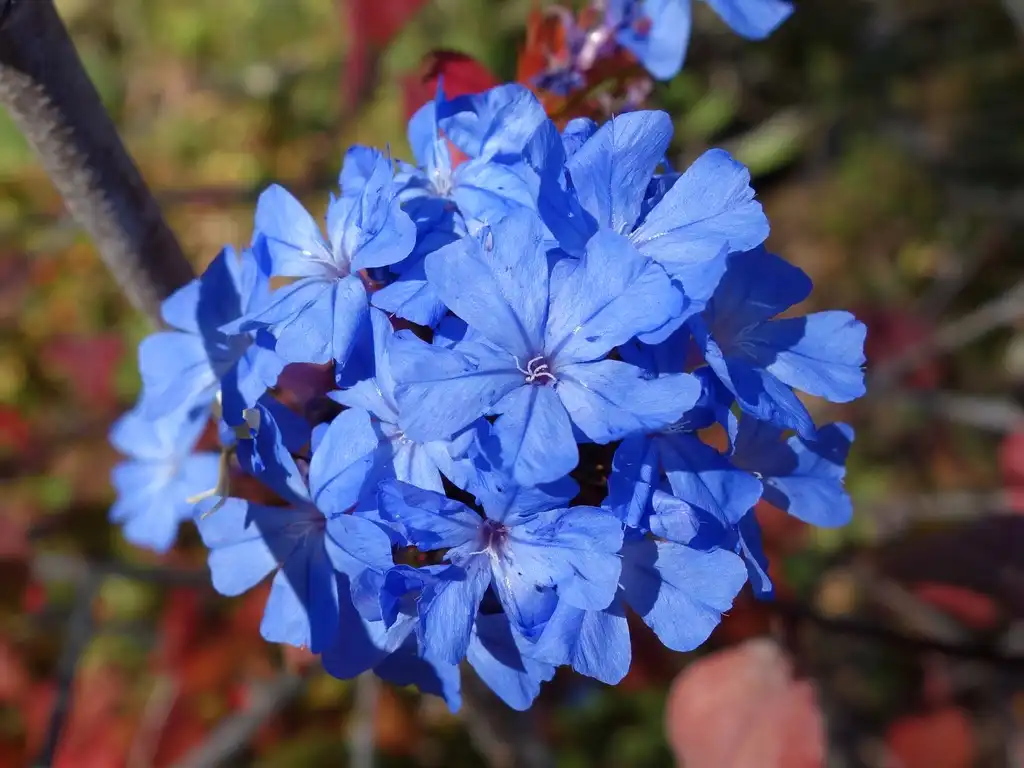 Photo of Ceratostigma willmottianum (Ceratostigma willmottianums)