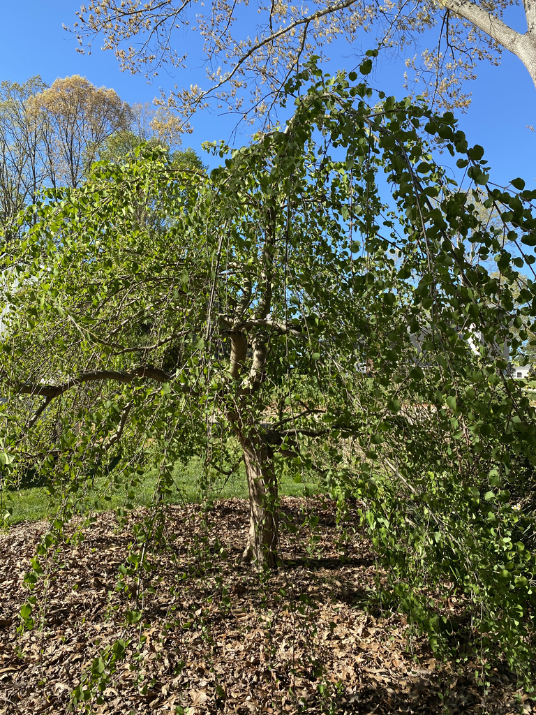 Фото Cercidiphyllum japonicum 'Pendulum' (Cercidiphyllum japonicum 'Pendulum's)