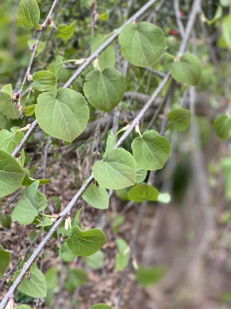 Фото Cercidiphyllum japonicum 'Pendulum' (Cercidiphyllum japonicum 'Pendulum's)