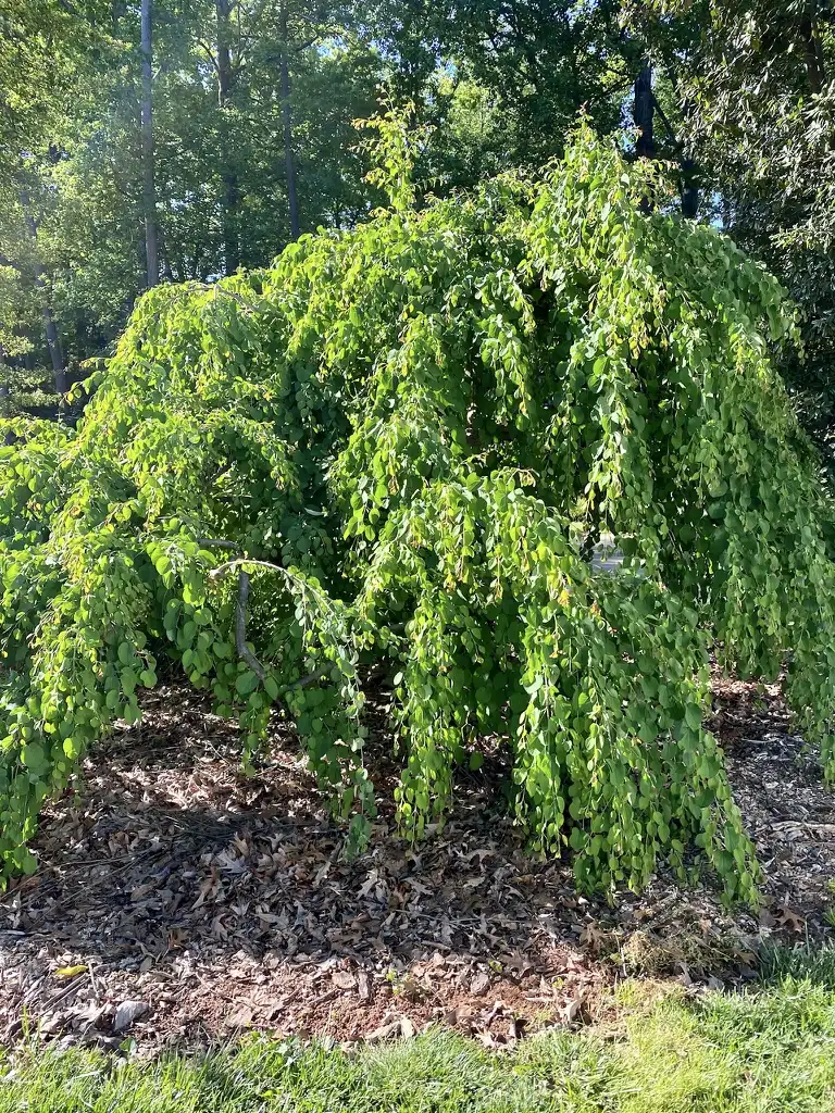 Фото Cercidiphyllum japonicum 'Pendulum' - Late April:Kathy Sill