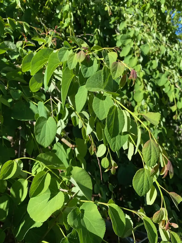 Фото Cercidiphyllum japonicum 'Pendulum' - Branch new growth:Kathy Sill