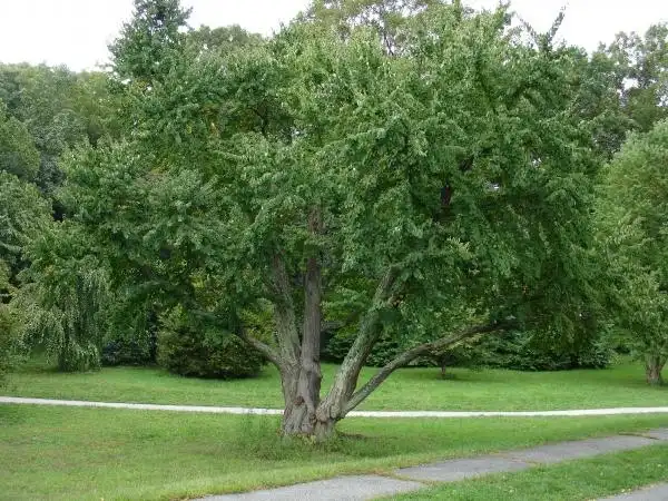 Photo of Cercidiphyllum japonicum (Cercidiphyllum japonicums)