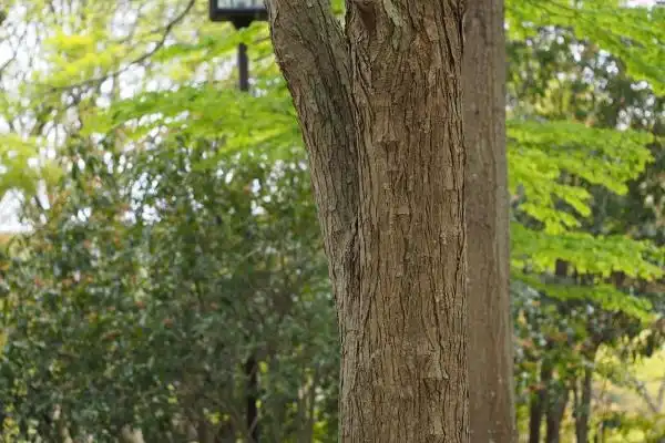 Photo of Cercidiphyllum japonicum (Cercidiphyllum japonicums)