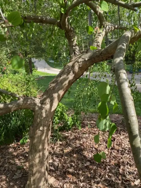 Photo of Cercidiphyllum japonicum - Bark (Davidson County,NC)-April:Kathy Sill