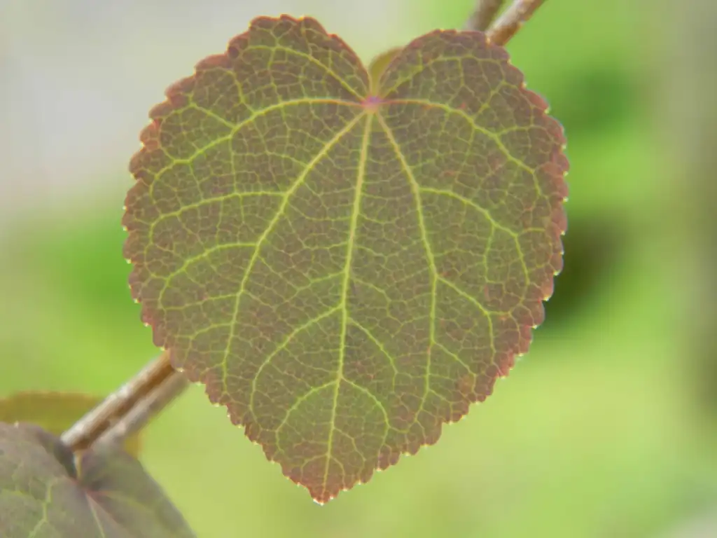 Photo of Cercidiphyllum japonicum - Leaf veins (Buncombe, NC):Randy Harter