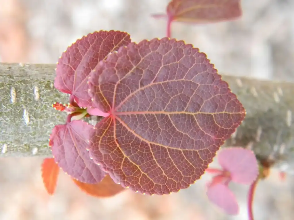 Photo of Cercidiphyllum japonicum - Fall Leaf (Buncombe, NC):Randy Harter