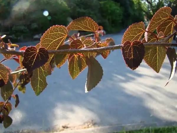 Photo of Cercidiphyllum japonicum - :Wendy Cutler