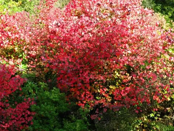 Photo of Cercidiphyllum japonicum - :S. Rae