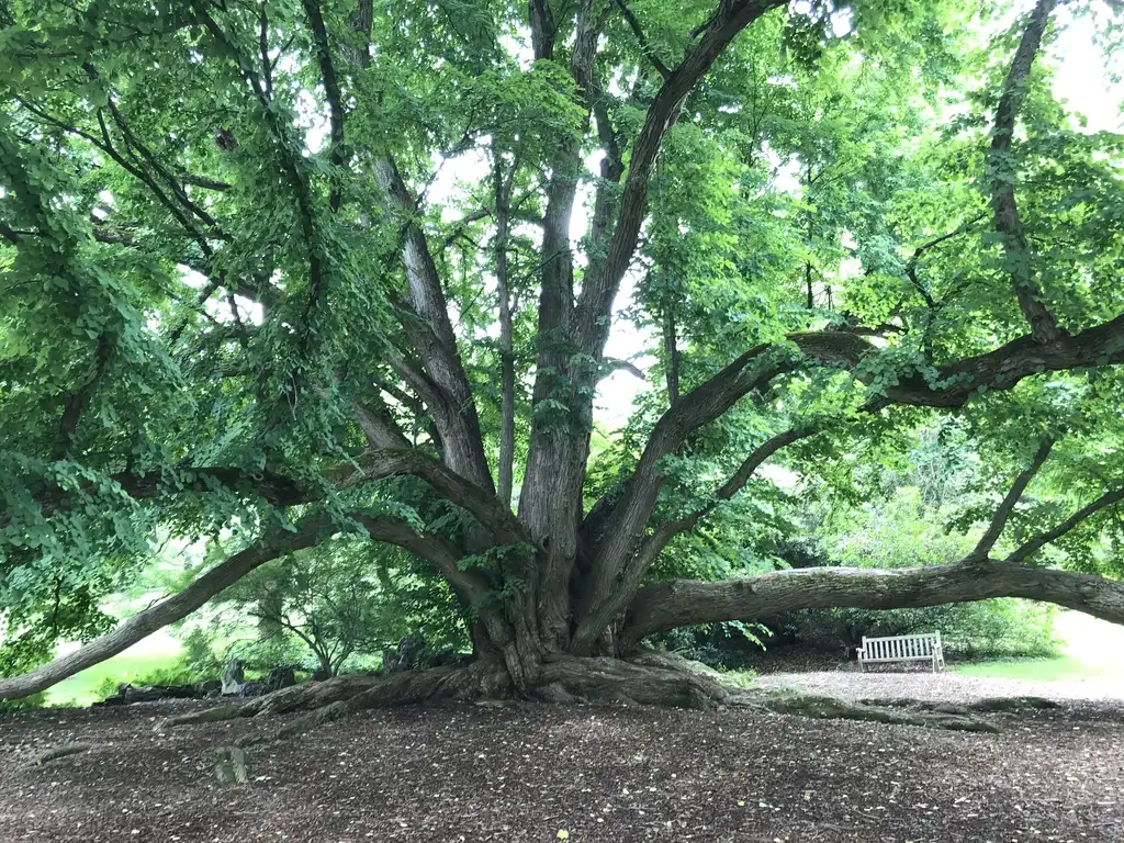Photo of Cercidiphyllum japonicum - Katsura Tree at Morris Arboretum:Lucy Bradley