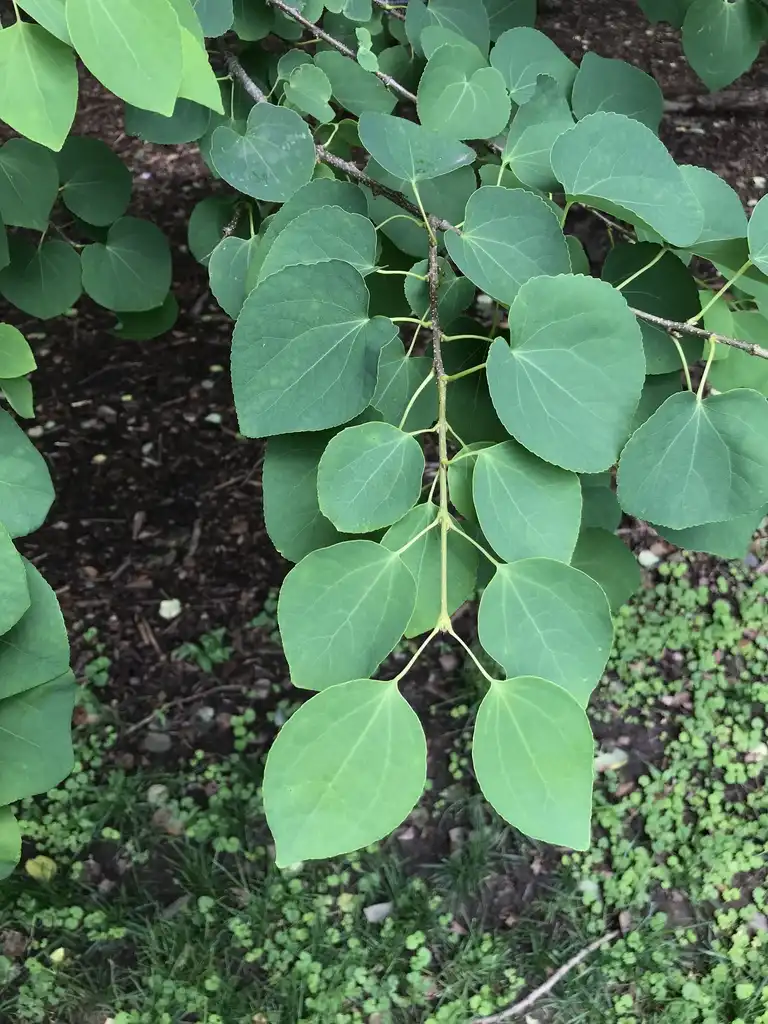 Photo of Cercidiphyllum japonicum - Katsura leaves:Lucy Bradley