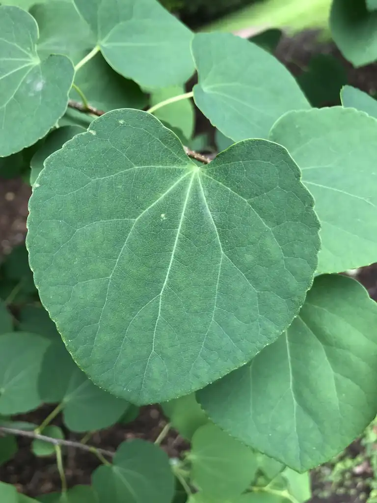 Photo of Cercidiphyllum japonicum - Katsura leav:Lucy Bradley