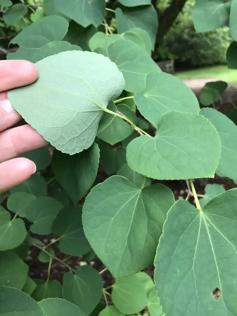 Photo of Cercidiphyllum japonicum - The back of a Katsura leaf:Lucy Bradley