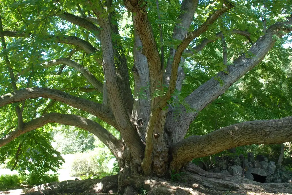 Photo of Cercidiphyllum japonicum - Bark:Jim Robbins