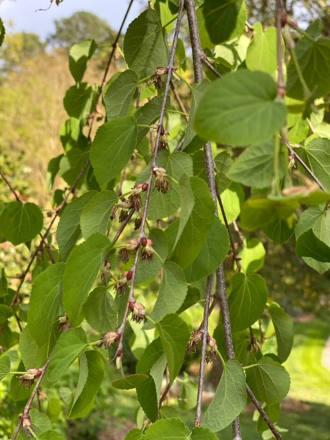 Photo of Cercidiphyllum japonicum - Leaves Close-Up (Davidson County,NC)-April:Kathy Sill
