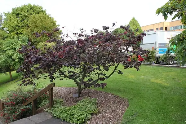 Фото Cercis canadensis 'Forest Pansy' (Cercis canadensis 'Forest Pansy's)
