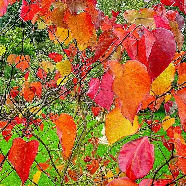 Фото Cercis canadensis 'Forest Pansy' (Cercis canadensis 'Forest Pansy's)