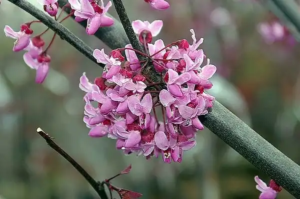 Фото Cercis canadensis 'Forest Pansy' - Flowers:David J. Stang