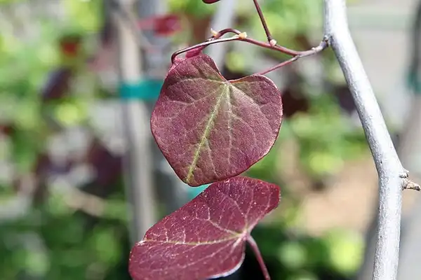 Фото Cercis canadensis 'Forest Pansy' - Leaf close up:David J. Stang