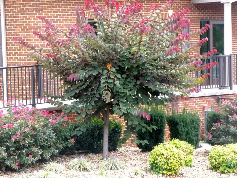 Фото Cercis canadensis 'Forest Pansy' - Full Form:Jim Robbins