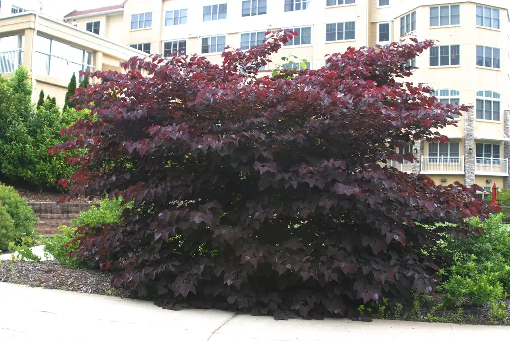 Фото Cercis canadensis 'Forest Pansy' - Form (Ashville, NC):Jim Robbins