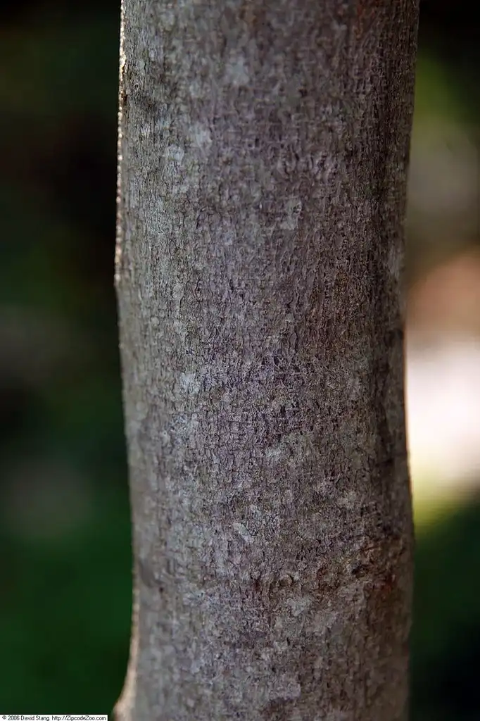 Фото Cercis canadensis 'Forest Pansy' - Bark:David J. Stang