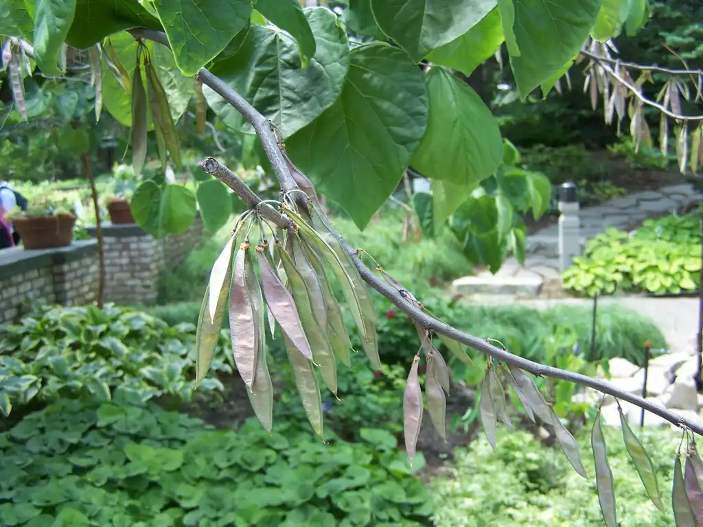 Фото Cercis canadensis 'Forest Pansy' - Eastern Redbud fruits:SEWilco