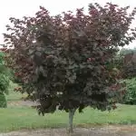 Фото Cercis canadensis 'Merlot' (Cercis canadensis 'Merlot's)