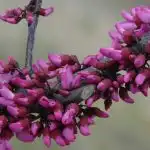 Фото Cercis canadensis 'Merlot' (Cercis canadensis 'Merlot's)