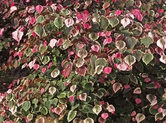 Foto de Cercis canadensis 'NCCC1' PPAF (Cercis canadensis 'NCCC1' PPAFs)