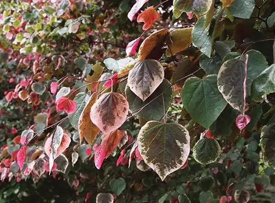 Foto de Cercis canadensis 'NCCC1' PPAF (Cercis canadensis 'NCCC1' PPAFs)