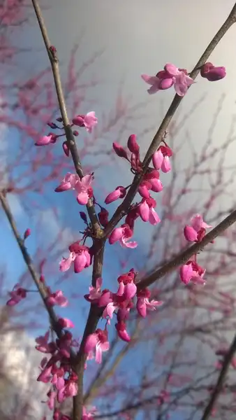Foto de Cercis canadensis 'NCCC1' PPAF - Flowers: