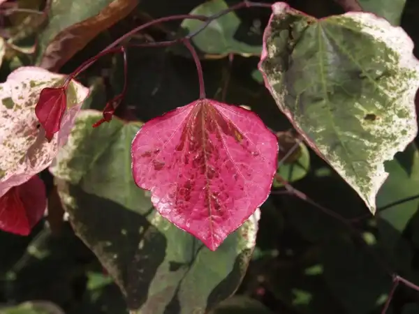 Foto de Cercis canadensis 'NCCC1' PPAF - Close up of leaf: