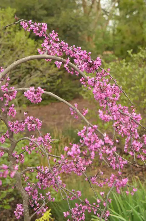 Фото Cercis canadensis 'Ruby Falls' (Cercis canadensis 'Ruby Falls's)