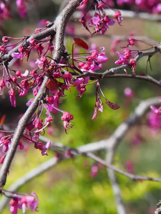 Фото Cercis canadensis 'Ruby Falls' (Cercis canadensis 'Ruby Falls's)