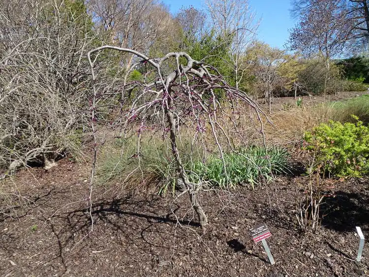 Фото Cercis canadensis 'Ruby Falls' - Bare form:JC Raulston Arboretum