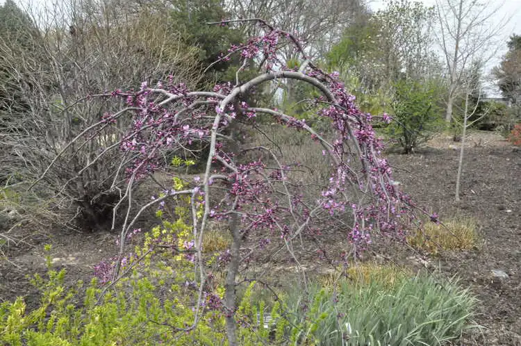 Фото Cercis canadensis 'Ruby Falls' - Form:JC Raulston Arboretum