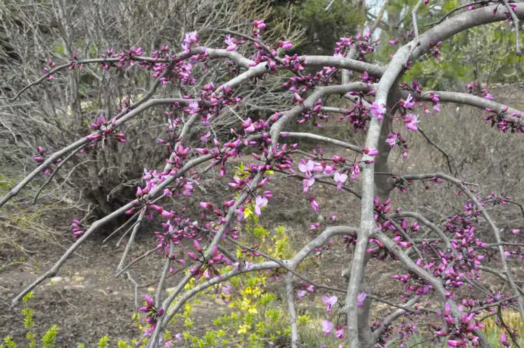 Фото Cercis canadensis 'Ruby Falls' - Spring:JC Raulston Arboretum