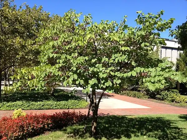 Foto de Cercis canadensis var. canadensis (Cercis canadensis var. canadensiss)