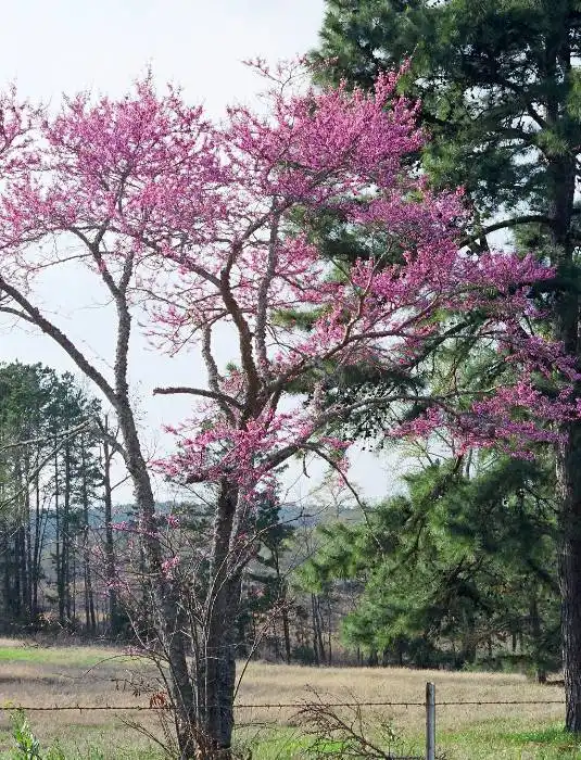 Foto de Cercis canadensis var. canadensis (Cercis canadensis var. canadensiss)