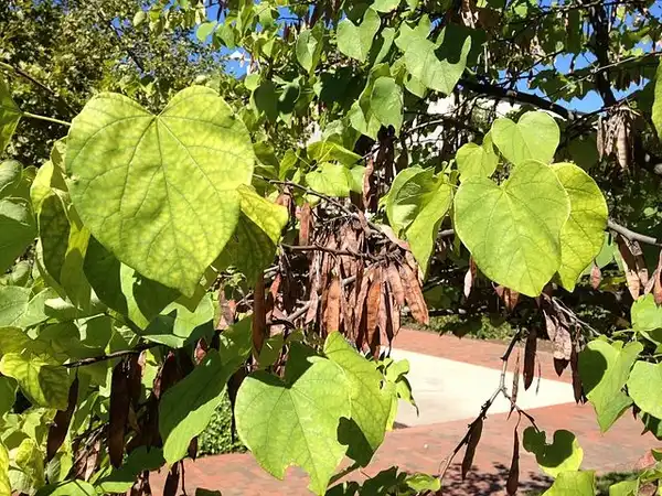 Foto de Cercis canadensis var. canadensis - Fruits- dry, brown bean pods:Lambique