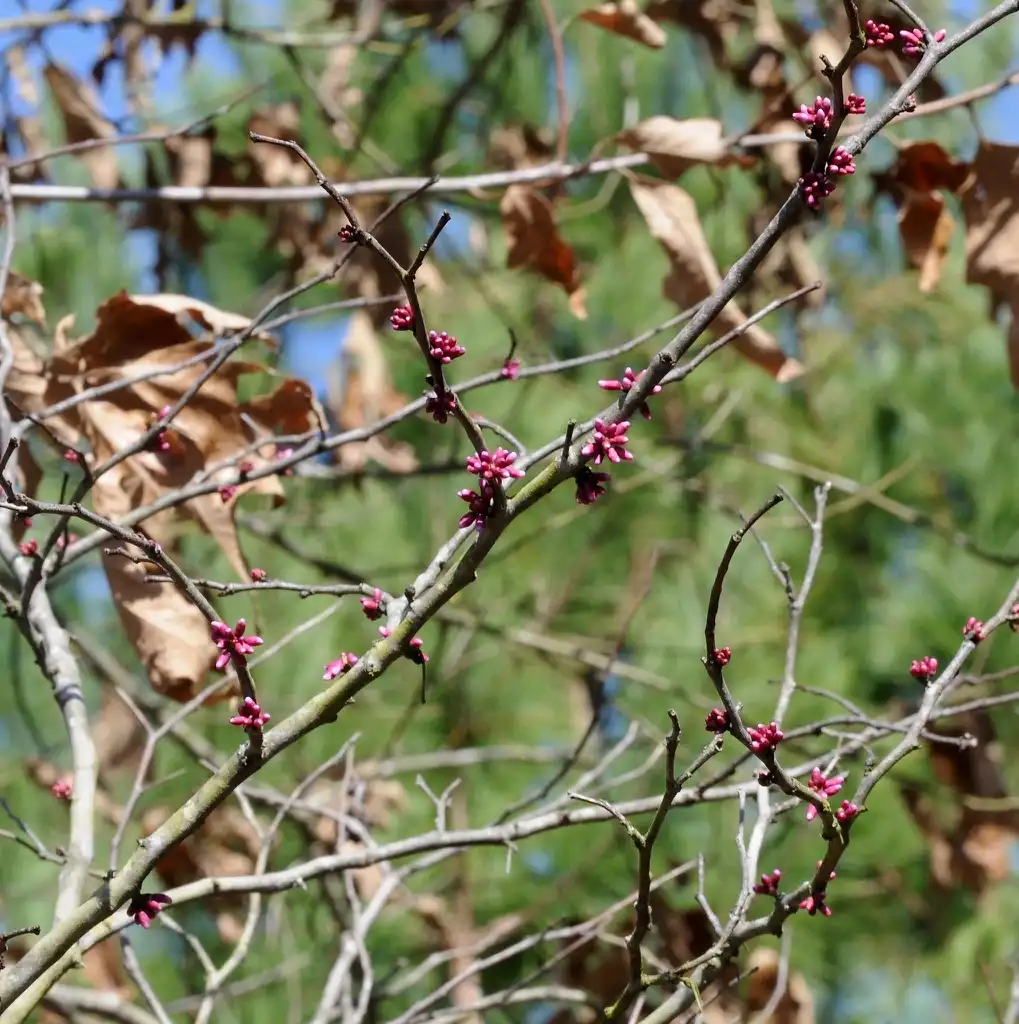 Foto de Cercis canadensis var. canadensis - Buds:Sonnia hill