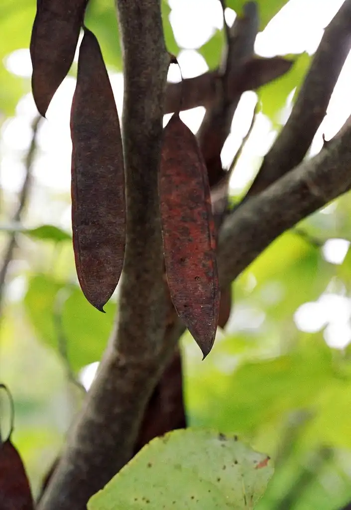 Foto de Cercis canadensis var. canadensis - Legume:Sonnia hill