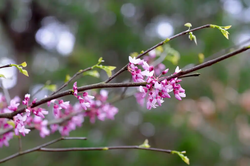 Foto de Cercis canadensis var. canadensis - Buds:Sonnia hill