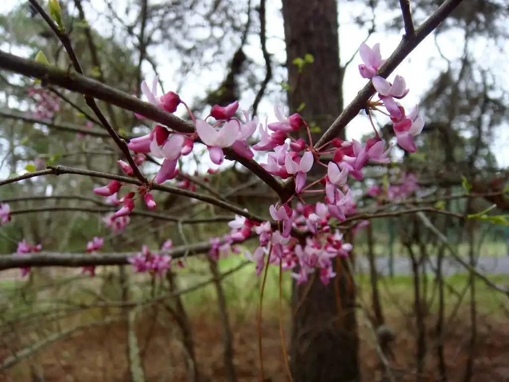 Foto de Cercis canadensis var. canadensis - Stem and buds:Sonnia hill