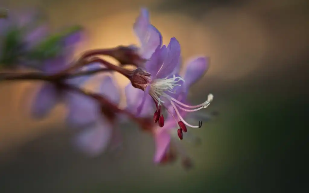 Photo of Cercis canadensis var. mexicana (Cercis canadensis var. mexicanas)