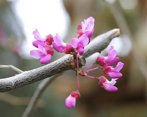 Photo of Cercis canadensis var. mexicana (Cercis canadensis var. mexicanas)