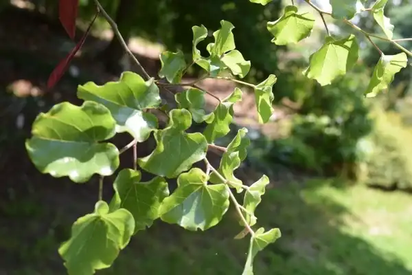 Photo of Cercis canadensis var. mexicana - :David Roberts