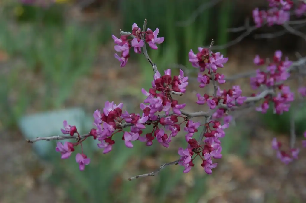 Photo of Cercis canadensis var. mexicana - Stems:William Herron