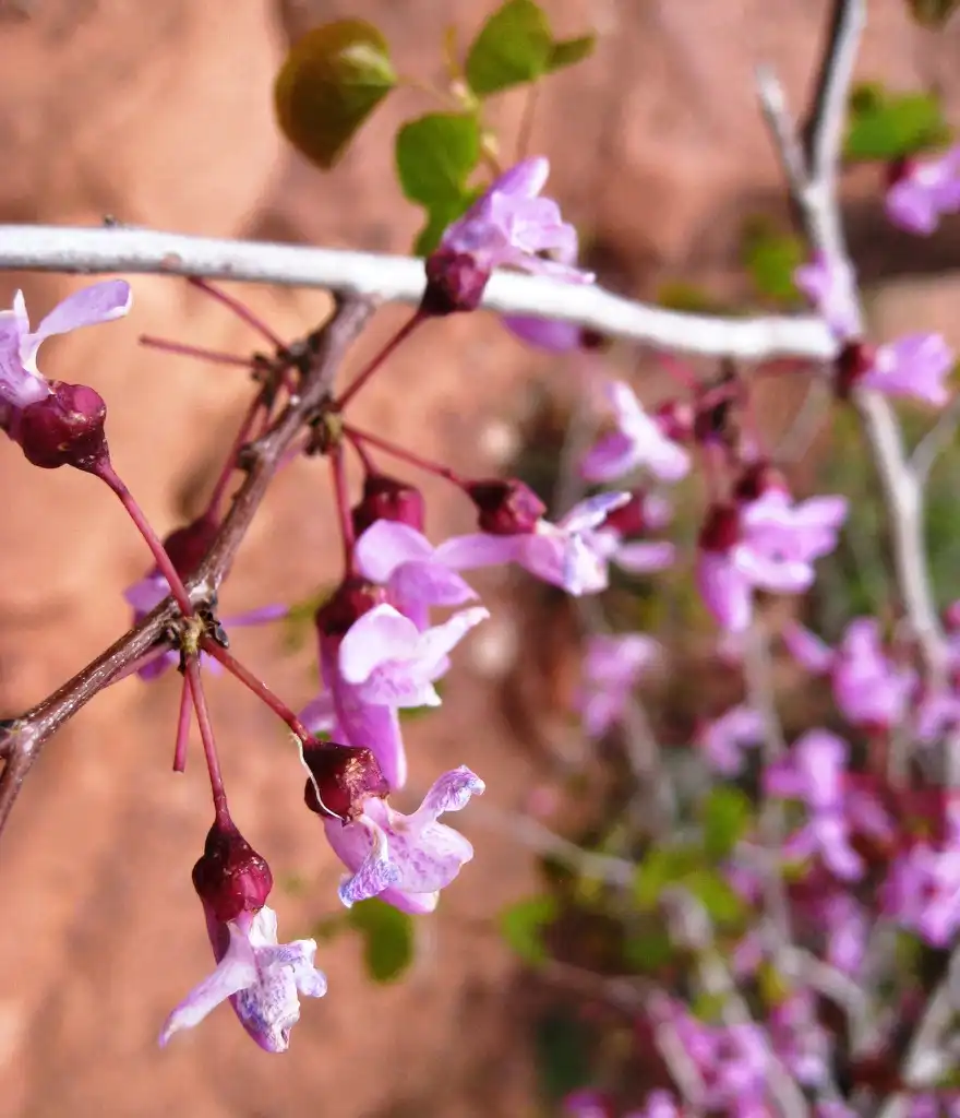 Photo of Cercis canadensis var. orbiculata (Cercis canadensis var. orbiculatas)