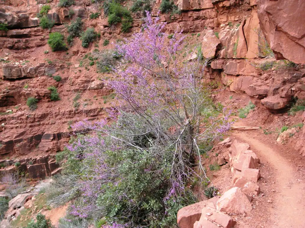 Photo of Cercis canadensis var. orbiculata (Cercis canadensis var. orbiculatas)